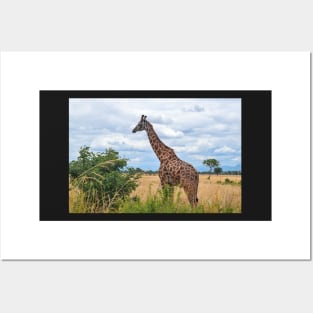 African Wildlife Giraffe Posters and Art